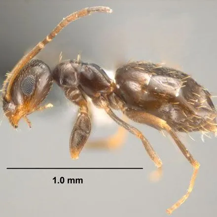 thumbnail for publication: Dark Rover Ant: Brachymyrmex patagonicus Mayr